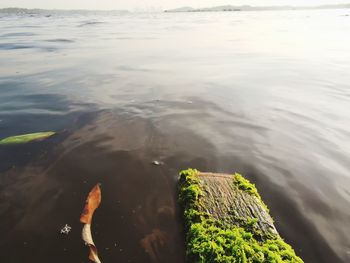 High angle view of leaf floating on sea