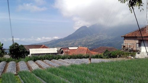 Houses by agricultural field against sky