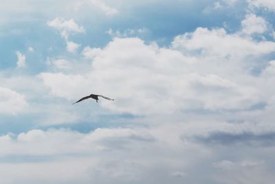 Low angle view of bird flying in sky