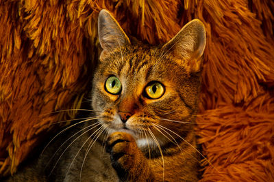 Close-up portrait of cat
