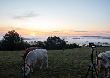 Horses grazing on field against sky during sunset