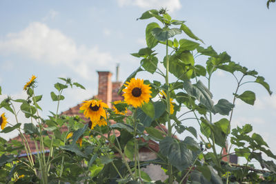 Low angle view of sunflowers blooming against sky