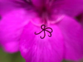 Close-up of pink flower