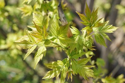 Close-up of fresh green plant