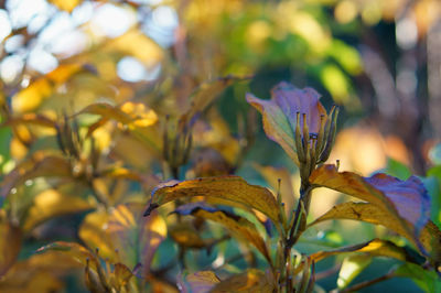 Close-up of flowers blooming outdoors