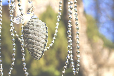 Close-up of dried plant hanging from metal outdoors