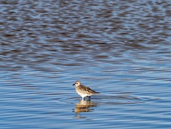 Knot bird  in a lake