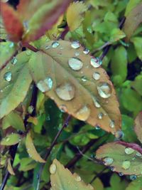 Close-up of wet plant