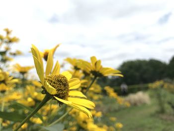 Close-up of yellow flower on field