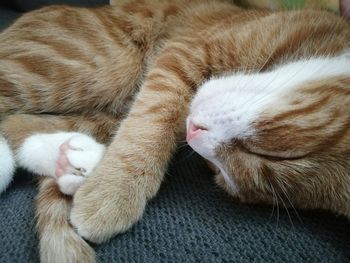 Close-up of cat sleeping