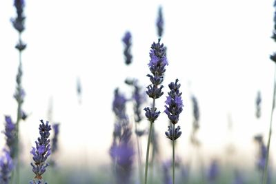 Close-up of purple flowers blooming outdoors