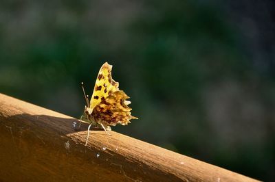 Close-up of butterfly on plant