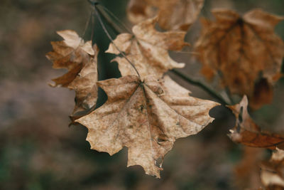 Close-up of dried leaves