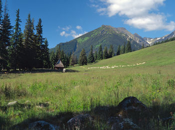 Scenic view of green landscape against sky