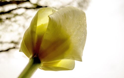 Close-up of yellow flower