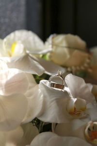 Close-up of white flowers