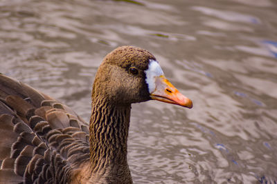 Duck swimming in lake