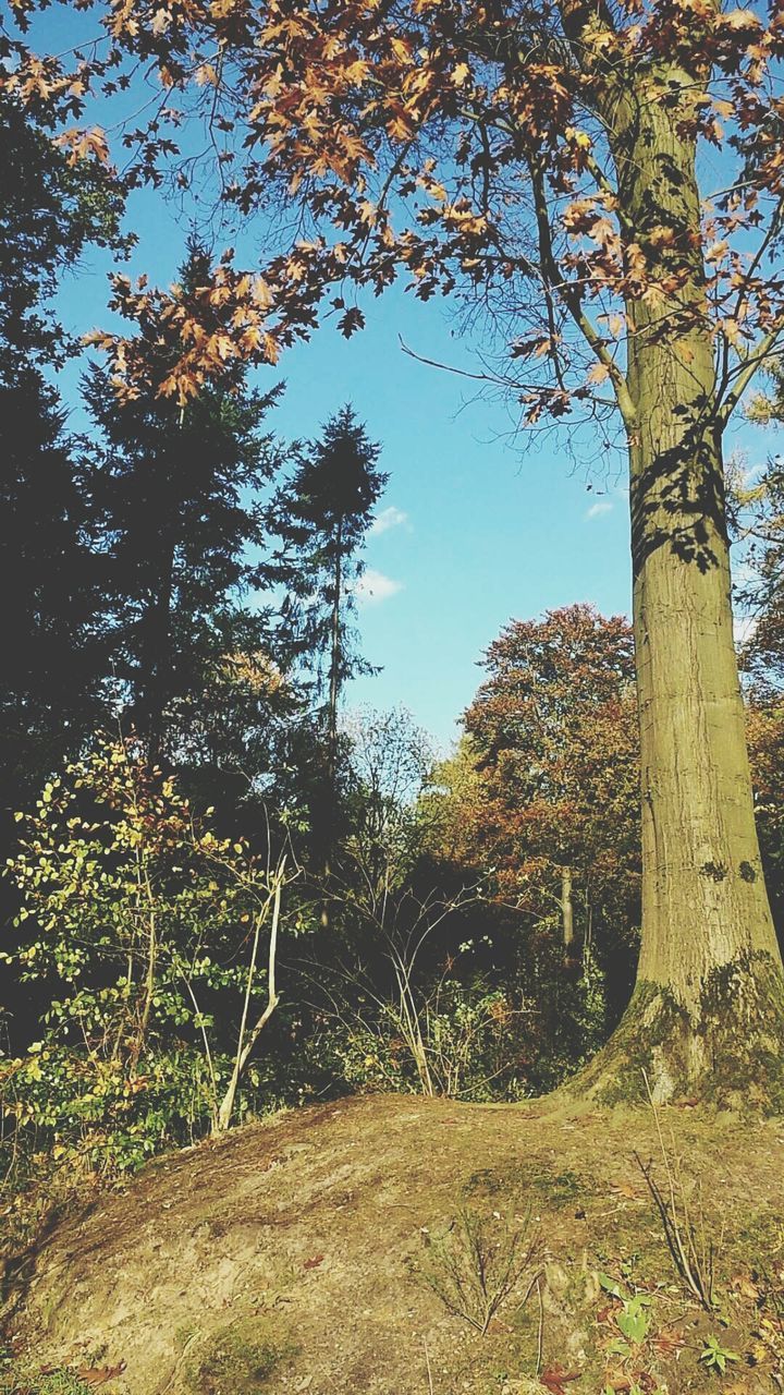 tree, clear sky, growth, tranquility, nature, branch, tree trunk, low angle view, sunlight, field, day, sky, tranquil scene, no people, outdoors, beauty in nature, built structure, landscape, architecture, plant