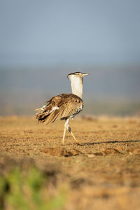 Kori bustard crosses savannah in golden light