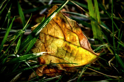 Close-up of plant