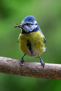 Close-up of bird perching on branch