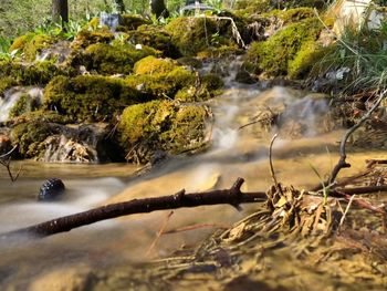 View of waterfall in forest