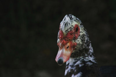 Close-up of a bird