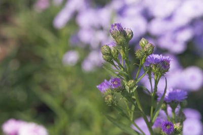 Close-up of purple flowering plant