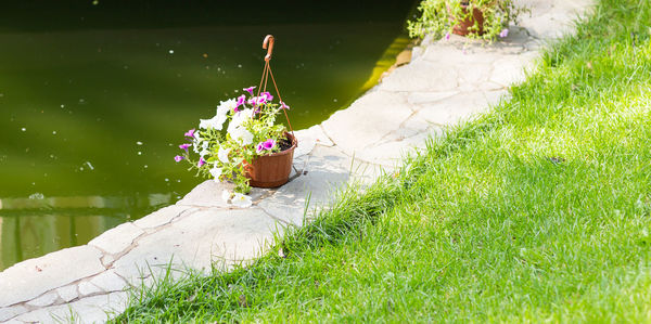 High angle view of potted plant in yard