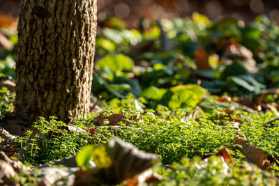 Close-up of moss growing on tree trunk