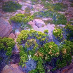 Plants growing on tree