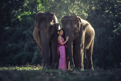 Full length of woman standing by elephants