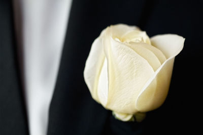 Close-up of white rose flower against black background