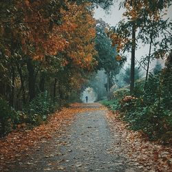 Trees in park