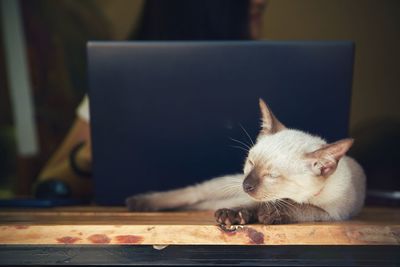 Cat looking away while standing on table