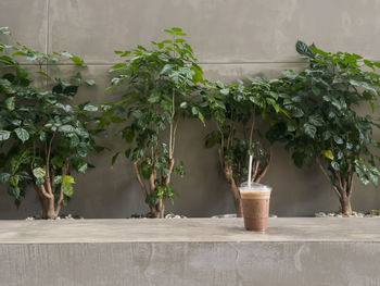 Close-up of potted plant against wall