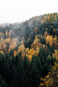 High angle view of trees in forest against sky