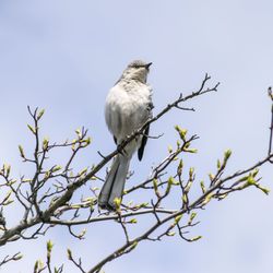 Low angle view of eagle perching on tree against sky