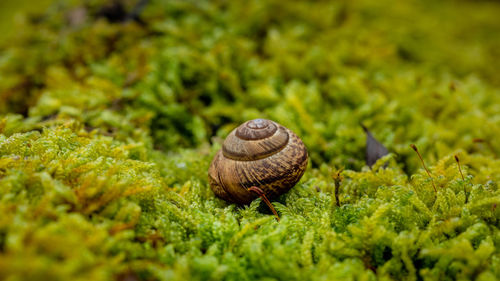 Close-up of snail shell on moss 