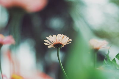 Close-up of white flowering plant