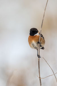 Close-up of bird perching on leaf