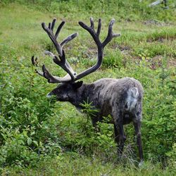 Deer in a field