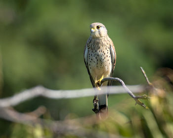 Close-up of bird perching on branch