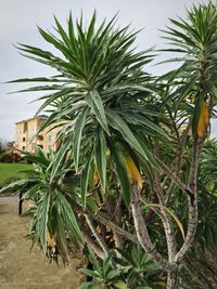 Palm trees against sky