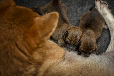 Close-up of a newborn shiba inu puppy. japanese shiba inu dog. beautiful shiba inu puppy and mom.
