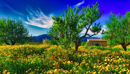 Flowering plants and trees on field against sky