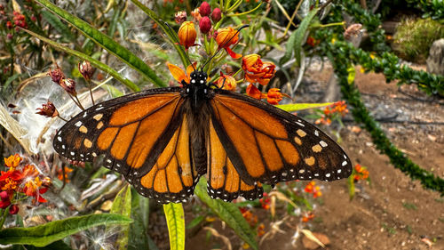 monarch butterfly