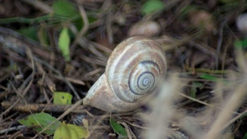 Close-up of snail