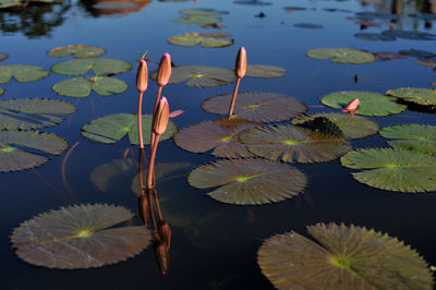 Close-up of lotus water lily in lake