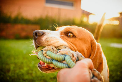 Close-up of a hand holding dog